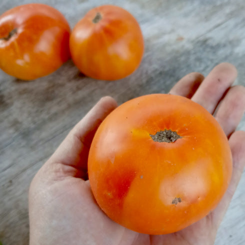 Big Hill Tomato